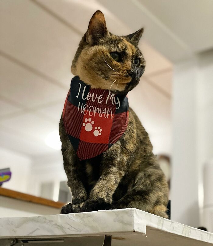 Senior Shelter Cat Defies Odds, Finds Home, And Discovers A Lifetime Of Love