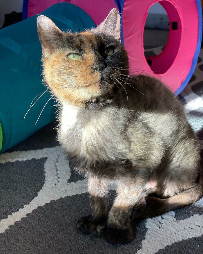Senior Shelter Cat Defies Odds, Finds Home, And Discovers A Lifetime Of Love