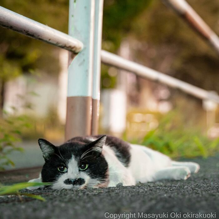 Photographer Records Cats On The Streets Proving That Felines Really Are The Kings Of The World (New Pics)