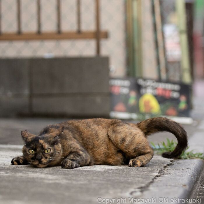 Photographer Records Cats On The Streets Proving That Felines Really Are The Kings Of The World (New Pics)