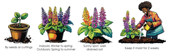Illustrations of how to plant salvias