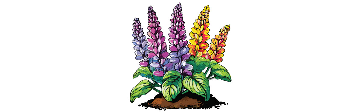 Illustration of different color salvias Illustration of different color salvias