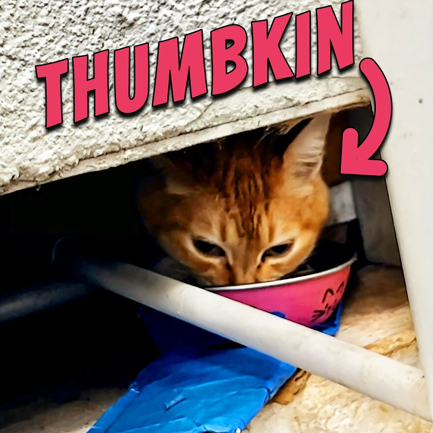 Save Thumbkin, The Hole-In-The-Wall Cat