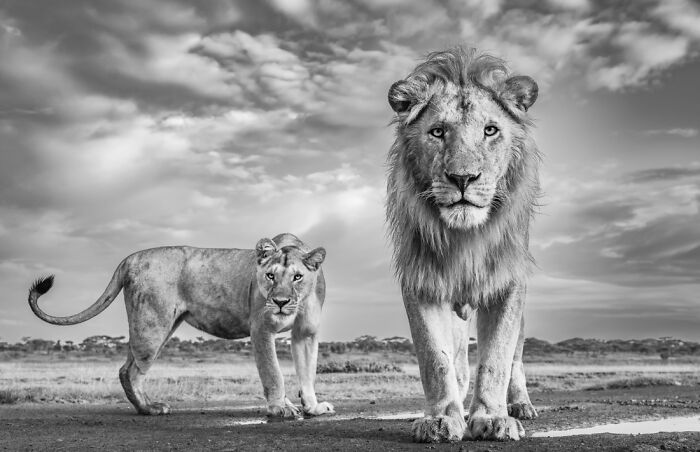 1st Place In The Wildlife Category: "Our Kingdom" By James Lewin, Kenya