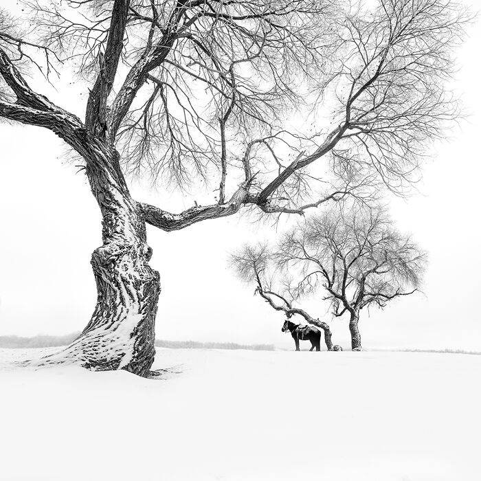 1st Place In The Nature Category: "Winter Story" By Bin Zhang, China