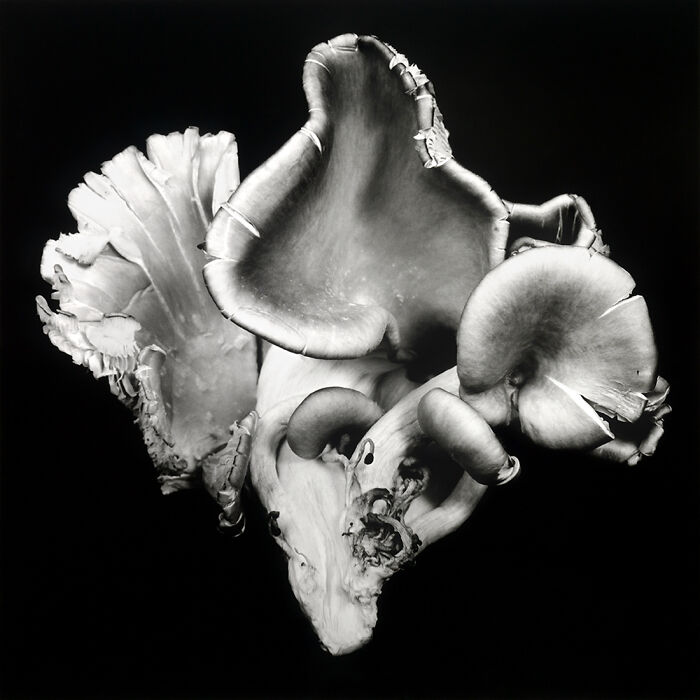 3rd Place In The Abstract Category: "Oyster Mushroom 6" By Dale M Reid, Canada