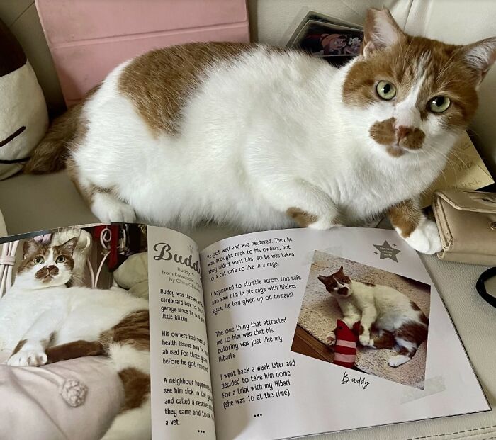 Brown and white cat pictured with a worldwide cat photobook showcasing winning photos and stories of rescued cats.