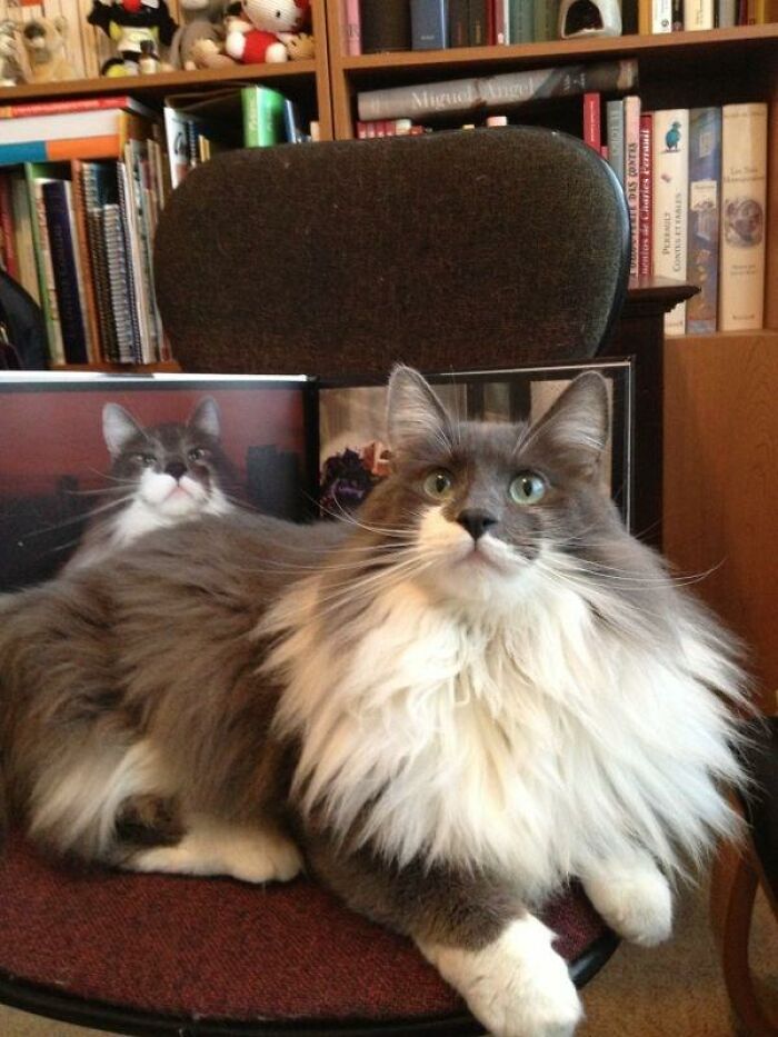 Fluffy grey and white cat posing on a chair in front of a photobook featuring its own winning cat photo.