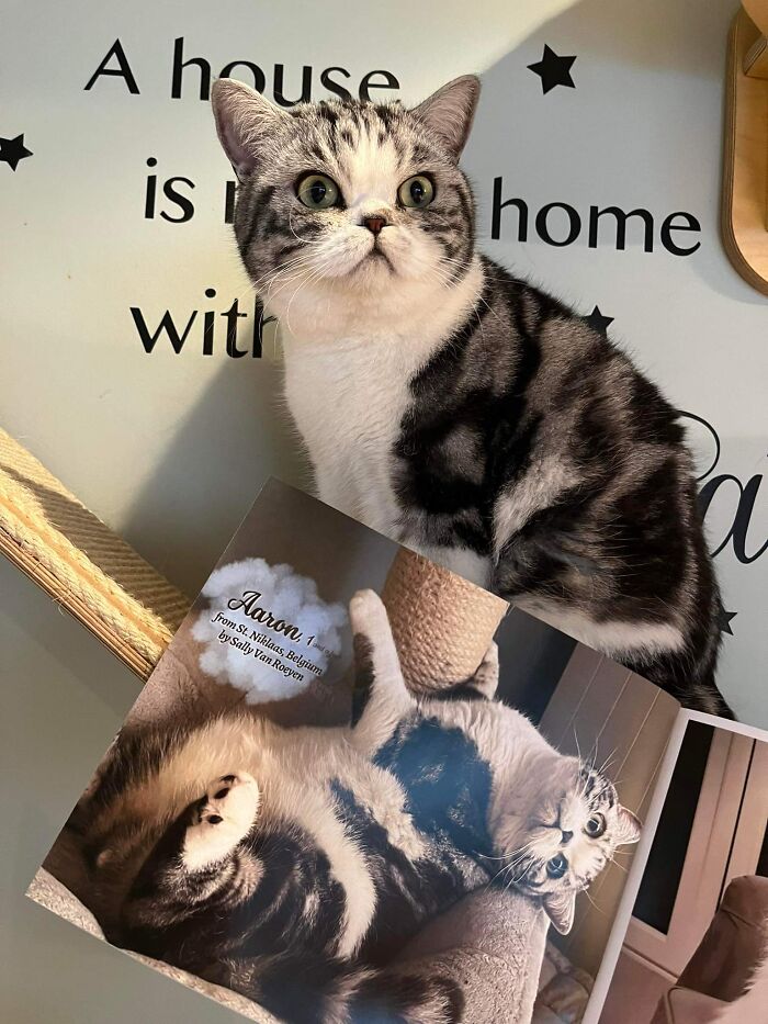 Tabby cat posing next to a photobook open to a winning cat photo in this year's worldwide cat photobook winners.