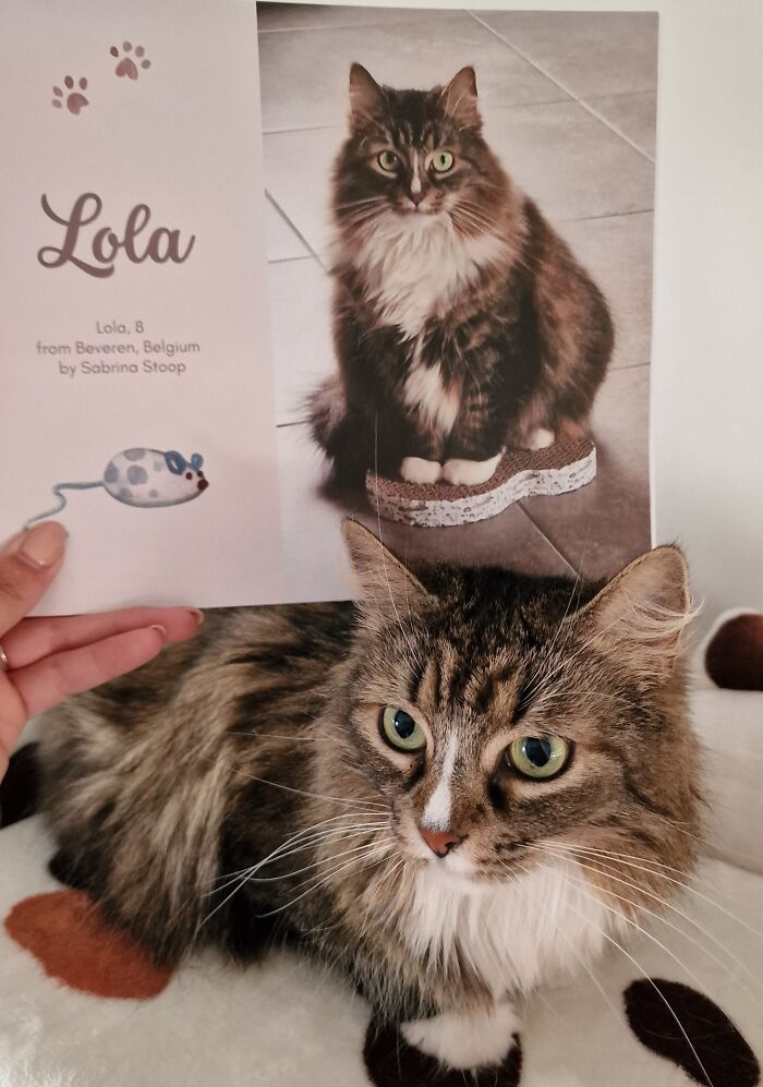 Cat photobook winner Lola, a fluffy tabby with green eyes, shown alongside her winning photo from Belgium.