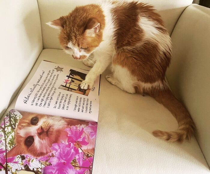 A cat sitting on a white chair looking at a photobook featuring its own winning photos from worldwide cat photobook winners.