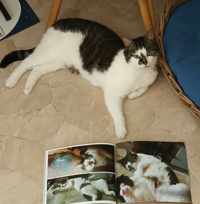 Cat lying next to an open photobook featuring winning photos of cats from this year's worldwide cat photobook winners.
