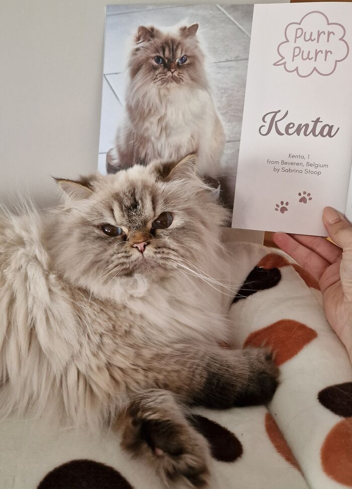 Fluffy cat next to its award-winning photo in this year's worldwide cat photobook winners showcase.