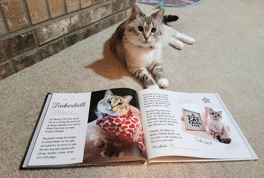 Tinkerbell From The Us ... You Can Also Submit Your Kitty's Rescue Or Adoption Story Along With A Few Entries!