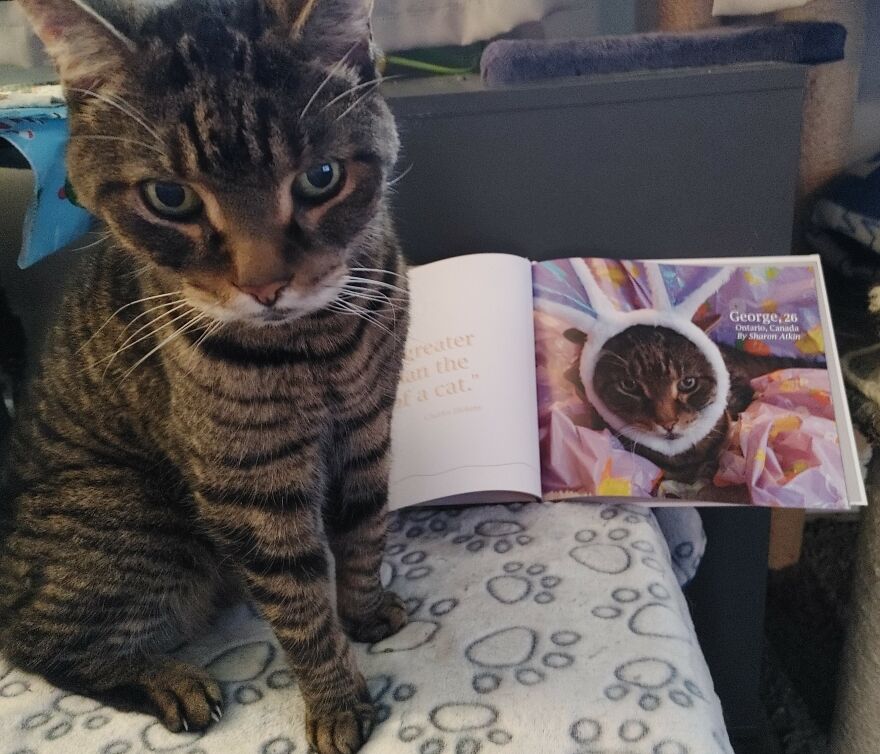 Senior Cats? We Love Them! Here Is Sweet George From Canada Who Was 26! When He Got Featured In One Of Our Photobooks