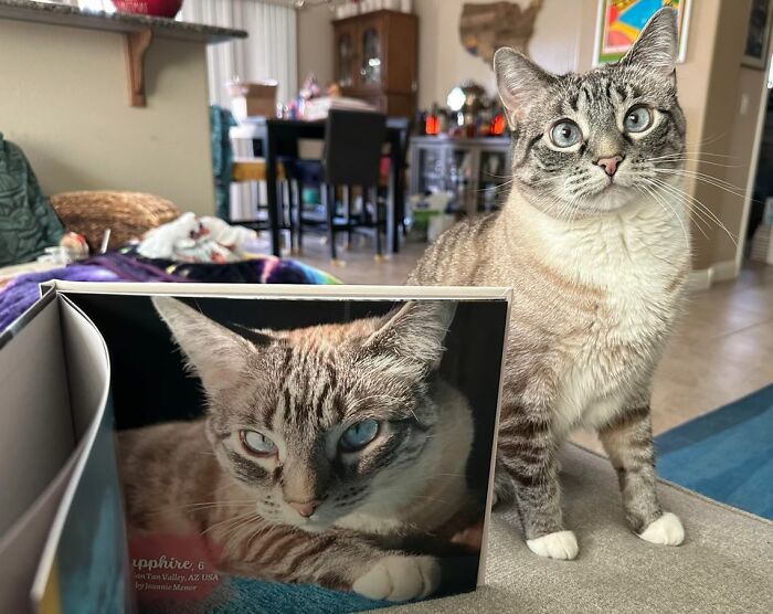 Tabby cat sitting next to a photobook featuring its winning photo in a worldwide cat photobook contest.