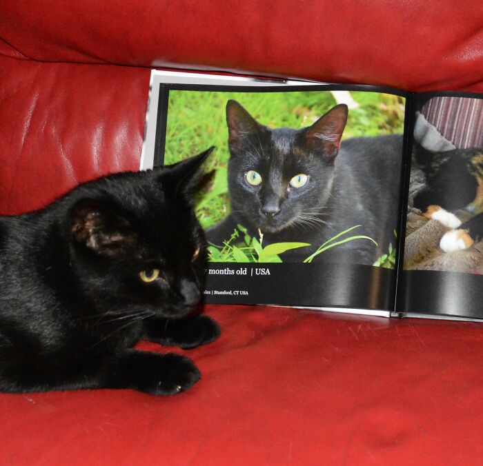 Black cat lying on a red couch next to a photobook showing winning cat photos from worldwide cat photobook contest.