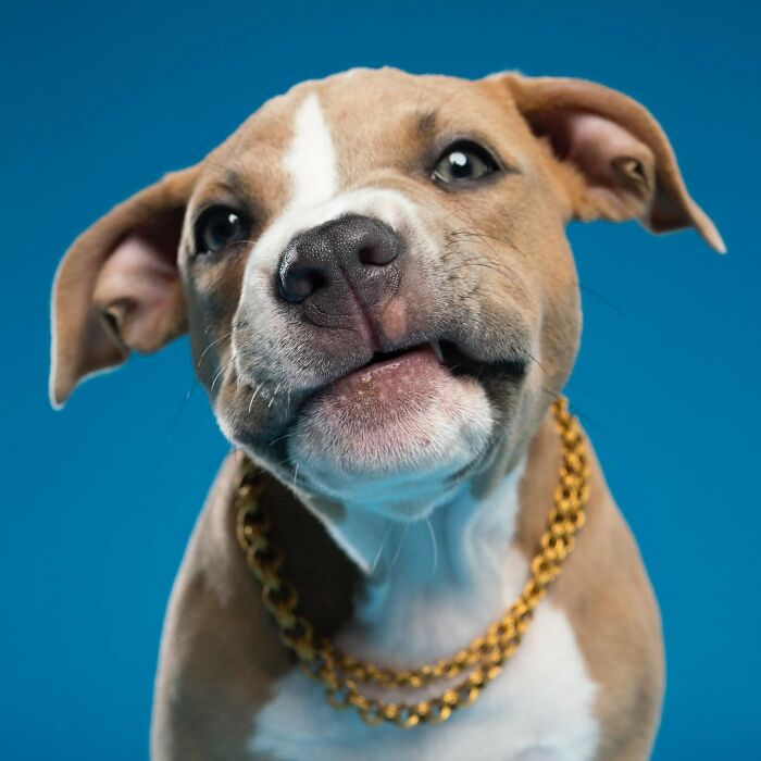 Derpy Dog Portrait By Kevin Sarasom