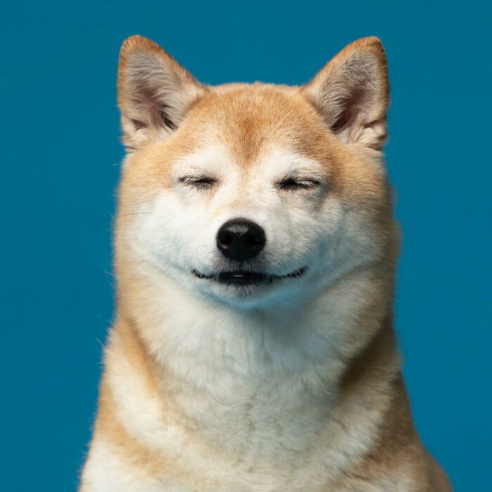 Derpy Dog Portrait By Kevin Sarasom