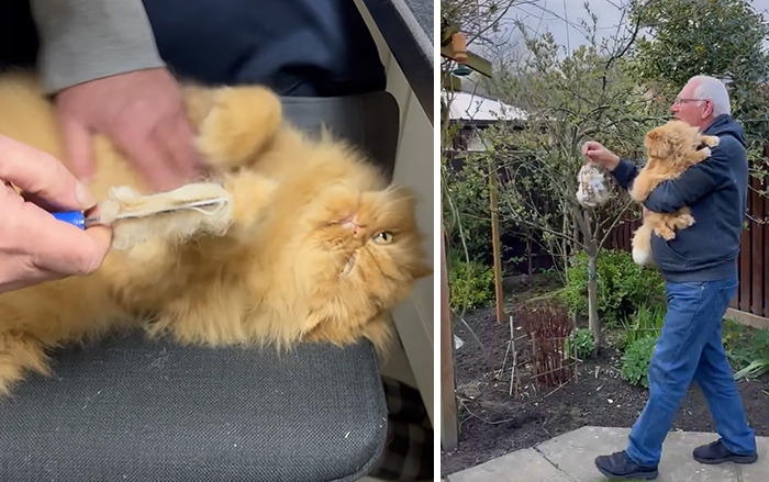 Creative Contribution To Bird Nest Construction, A Video Of These Cat Owners Donating Fur That Went Viral