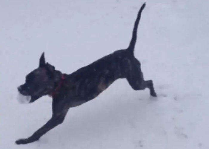 “Well, I’m Bawling”: Fans React To Jon Stewart’s Story About His Late Dog Dipper “Well, I’m Bawling”: Fans React To Jon Stewart’s Story About His Late Dog Dipper