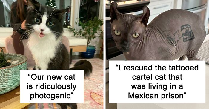 50 Wholesome Pics Of Pets Who Will Not Have To Be Alone Ever Again (January Edition)