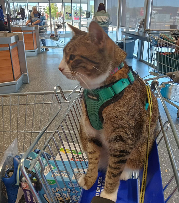 Woman Sparks Controversy By Bringing Her Cat Grocery Shopping And Putting It In The Cart