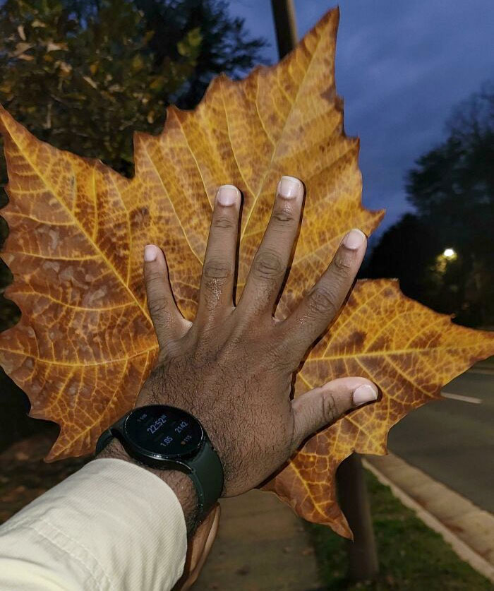 This Really Large Leaf My Friend And I Found On A Walk. Hand For Scale