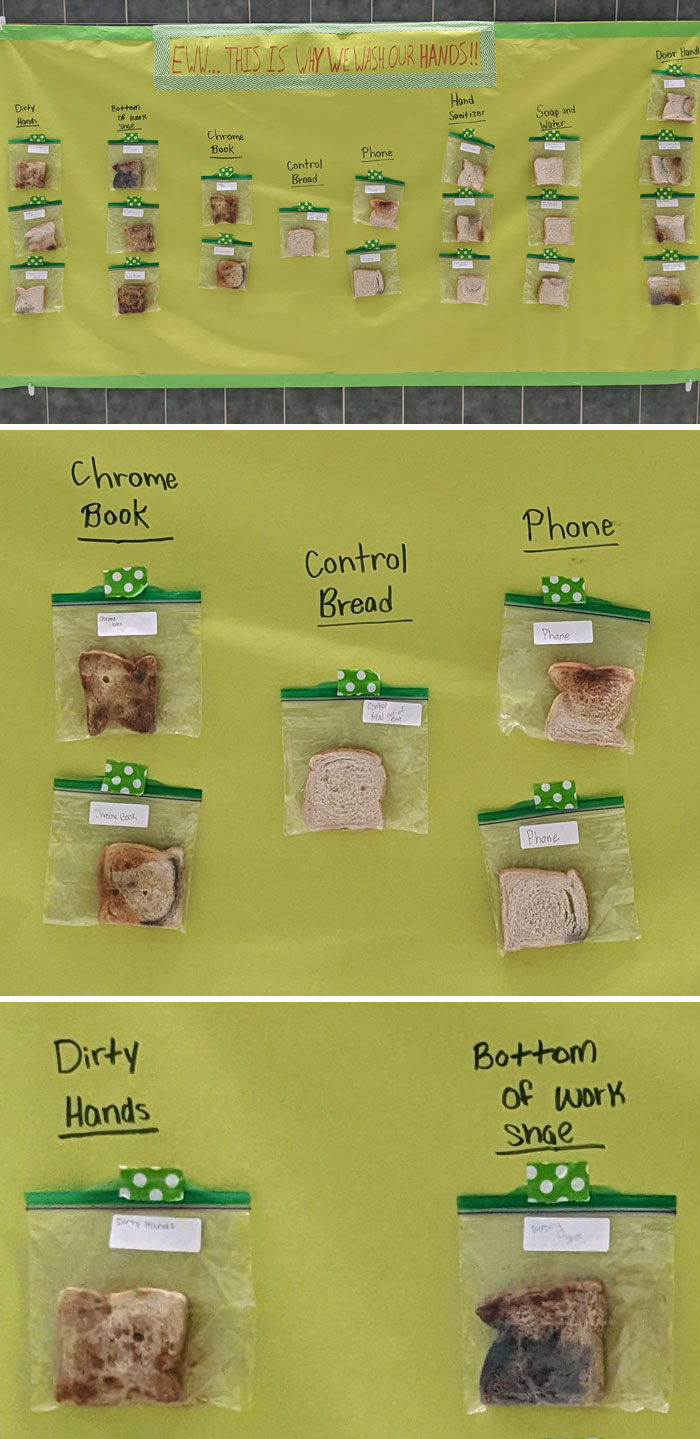 The Health Class In Our High School Has A Moldy Bread Display On The Wall To Show How We Should Wash Our Hands And Phones