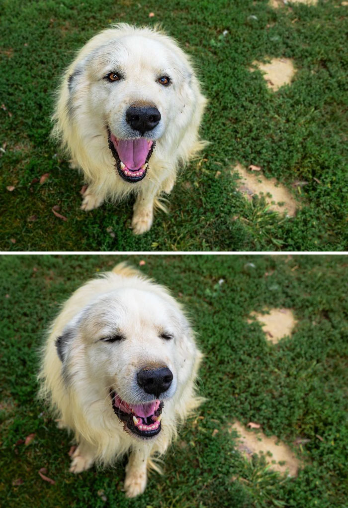 Before And After Saying "Good Boy"