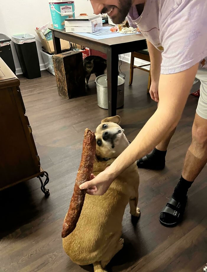 My Dog, Compared To The Size Of Sausage Link He Ate Off The Counter