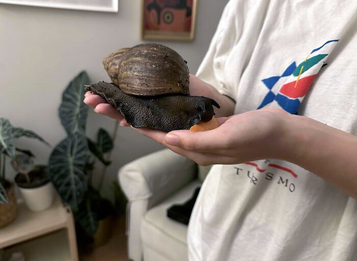 Does My Pet Snail Count As A Unit? Human Hands For Size Comparison