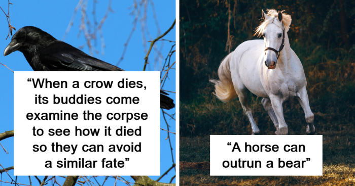 30 Cool And Interesting Animal Facts That People Didn’t Learn At School