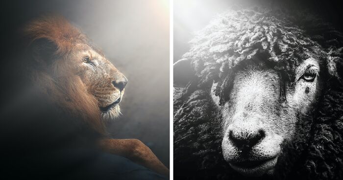 12 Photos Of Majestic Animals I Took At The Zoo