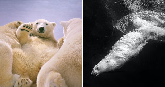 I’m An Animal Photographer, And Here Are My 10 Best Shots Of Polar Bears