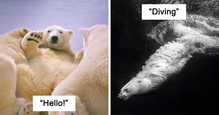I’m An Animal Photographer, And Here Are My 10 Best Shots Of Polar Bears