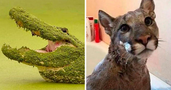 This Twitter Page Is Dedicated To Mischievous Animals And Here Are 50 Of Their Best Pics (New Pics)