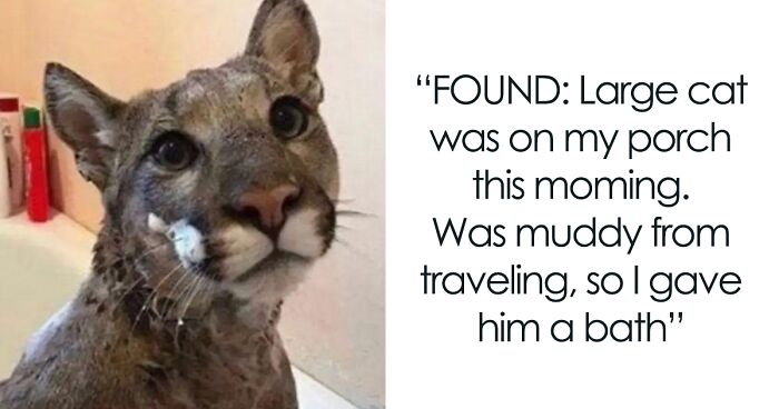 This Twitter Page Is Dedicated To Mischievous Animals And Here Are 50 Of Their Best Pics (New Pics)