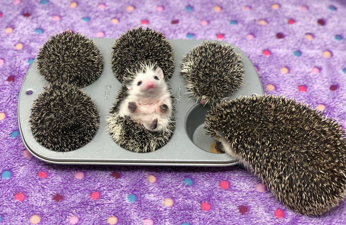 Spiky Muffins