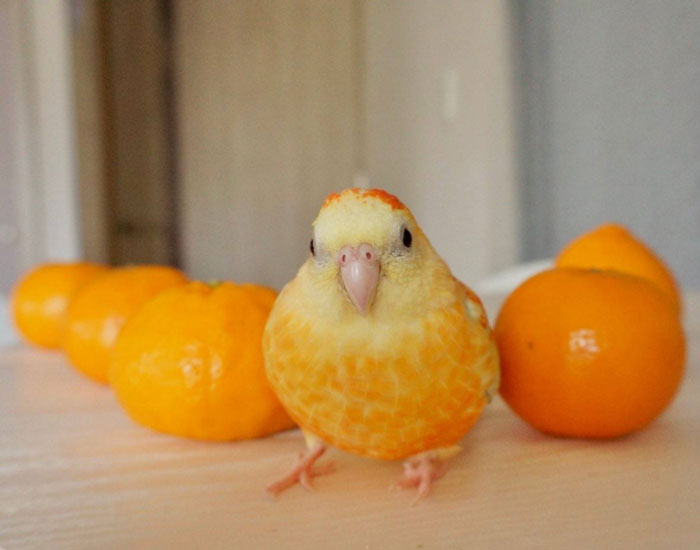 One Of The Tangerines Looks Suspicious