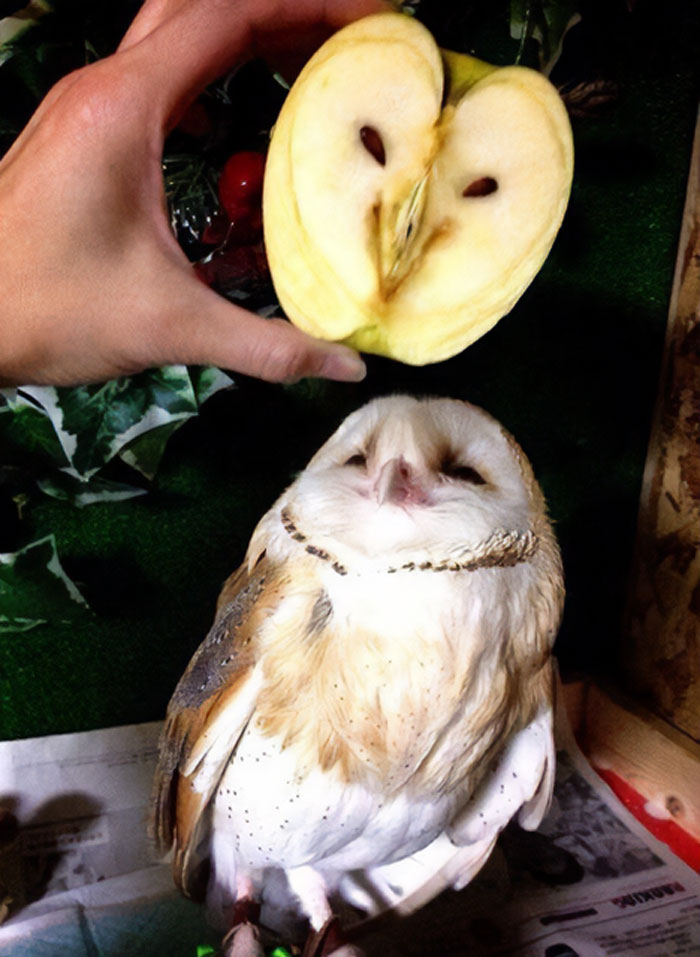 An Apple That Looks Like An Owl