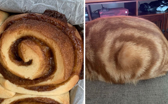 My Cat's Butt Looks Like My Homemade Cinnamon Bun