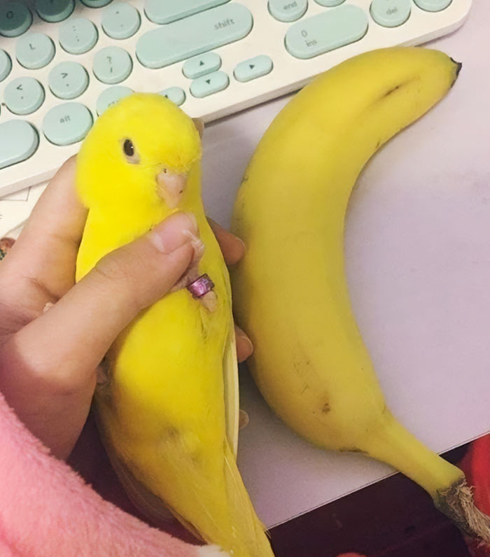 Un par de plátanos