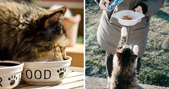 The Best Cat Food for Indoor Cats in 2024
