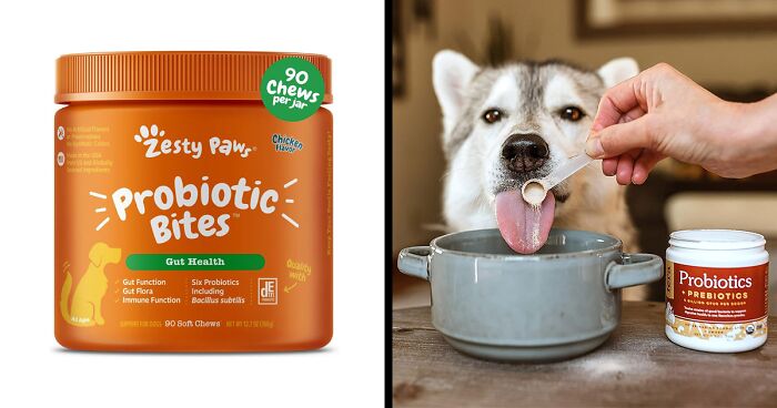 Best 10 Probiotics for Dogs in 2024 Reviewed