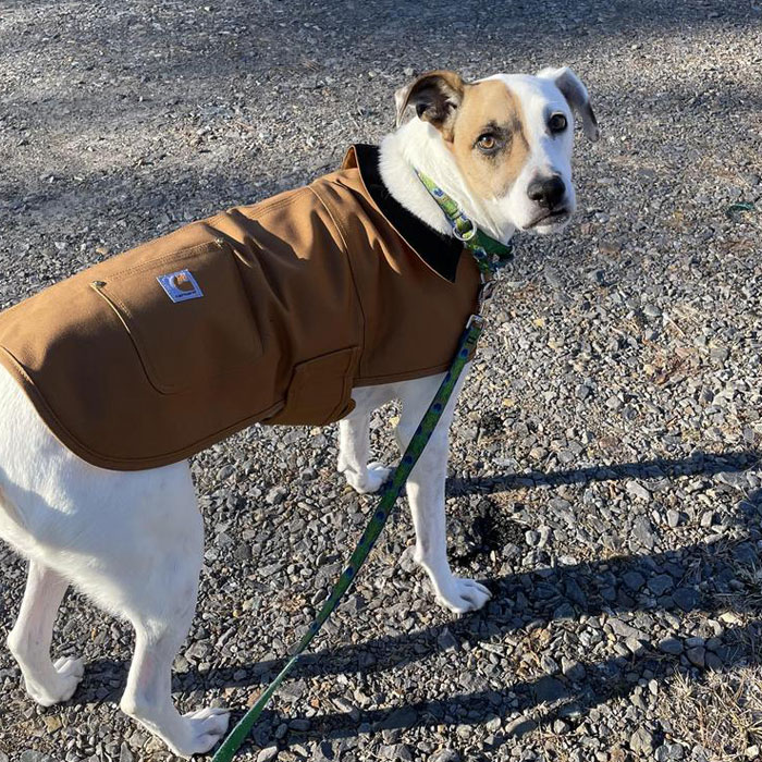 Image of dog wearing a coat. Image of dog wearing a coat.