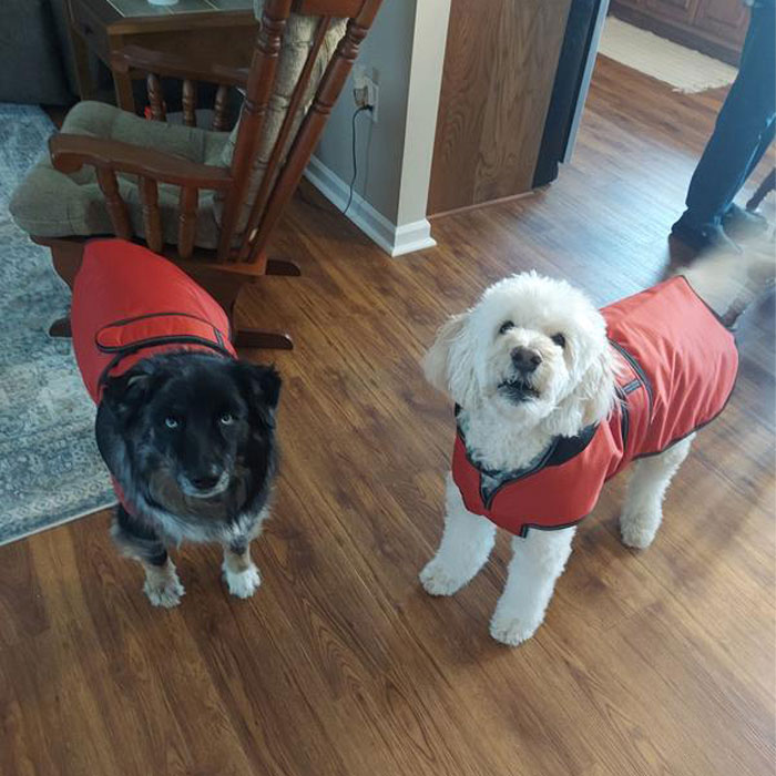 Image of dogs wearing a coats.