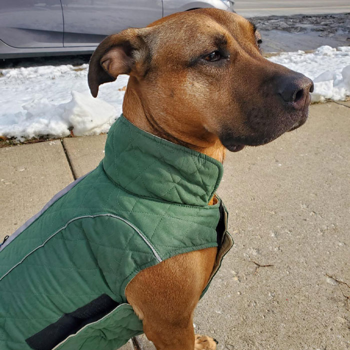 Image of dog wearing a coat.