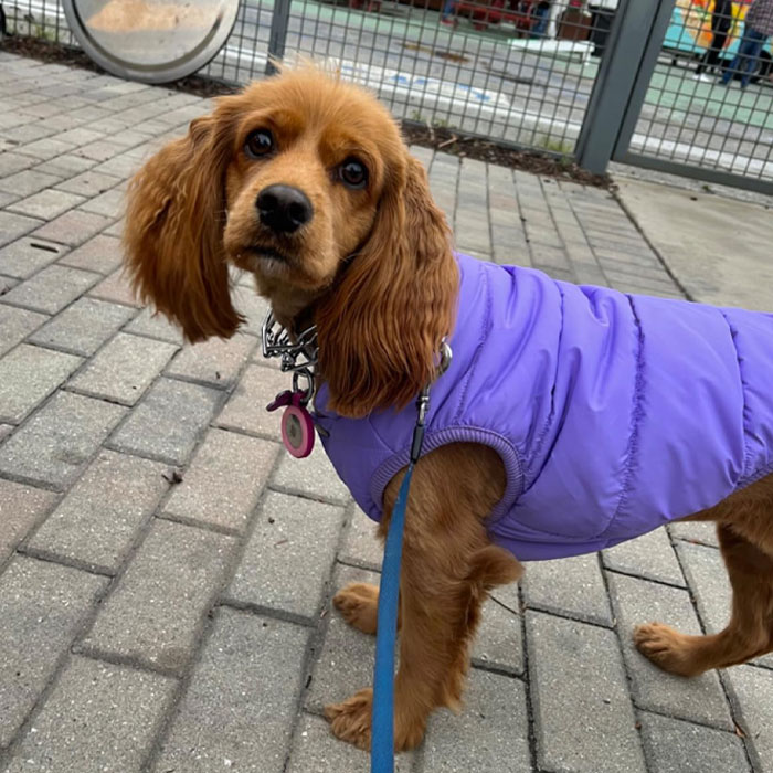 Image of dog wearing a coat.