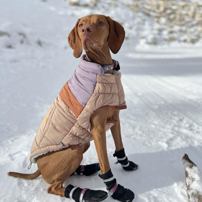 Image of dog wearing a coat. Image of dog wearing a coat.